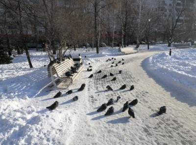 Голуби на улице в Курчатовском районе Челябинска. Фото автора