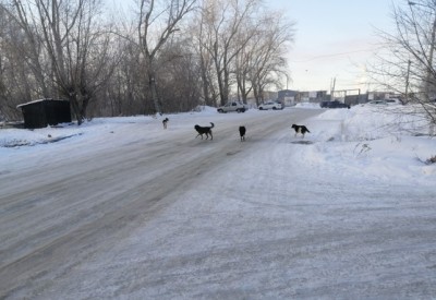 Бездомные собаки в промзоне недалеко от Свердловского проспекта. Фото автора