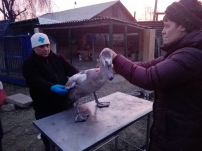 Лебедя доставили в приют фонда зоозащиты
